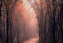 场负，多特自／赛季以来首次单赛季德甲输球超过场.